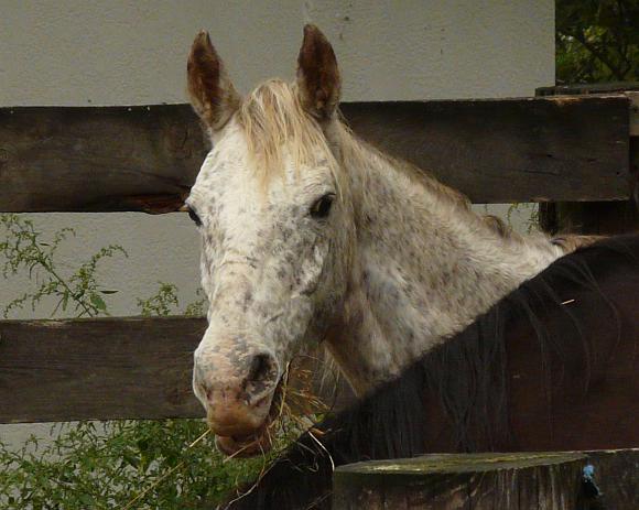 P1000435b
