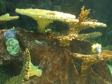 Underwater reef