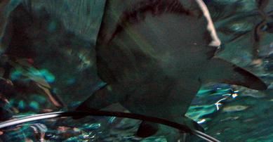 Shark