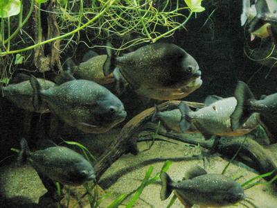 Piranhas