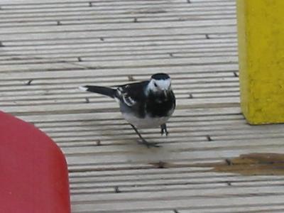 Bird at picnic table