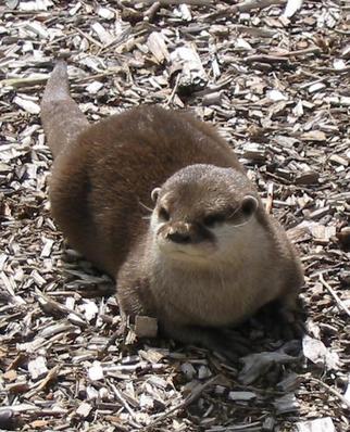 Reclining otter
