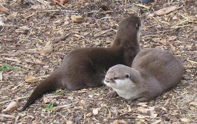Two attentive otters