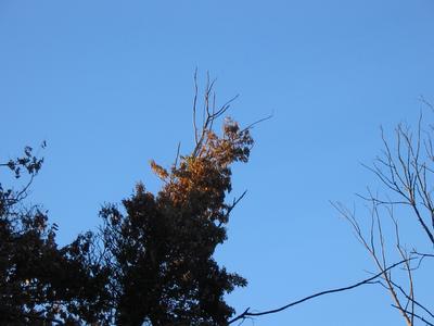 A tree