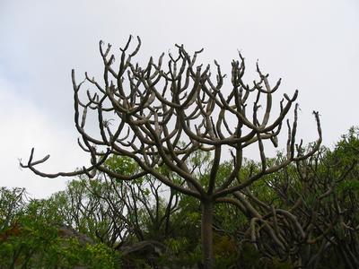Tree with fat sausagelike branches