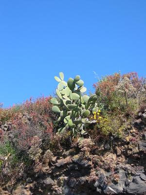 A cactus