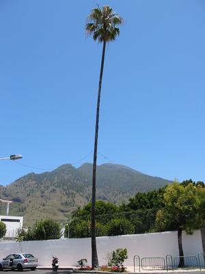 Palm tree