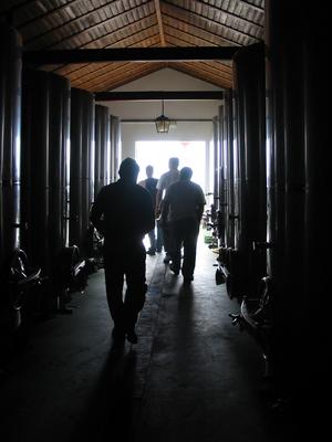 The vineyard
