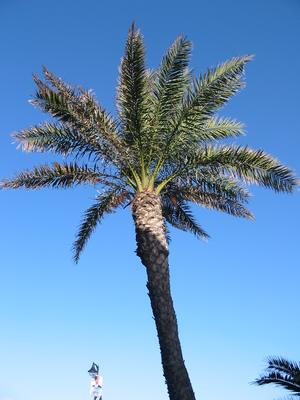 A palm tree