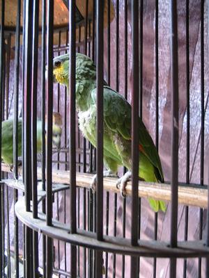 Caged parrots