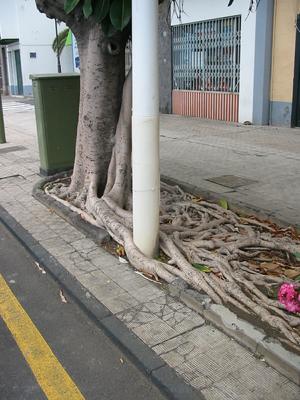 Tree roots wrapped around a streetlamp.