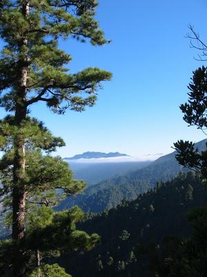 Mountain forest view
