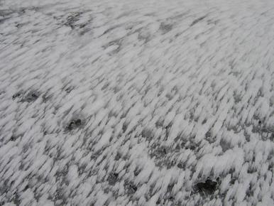 Ice grass