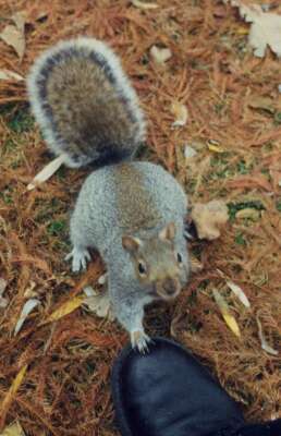 Cute squirrel
