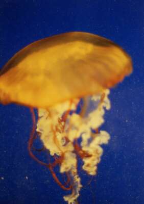 A happy jellyfish