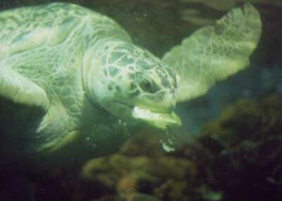 The turtle's head