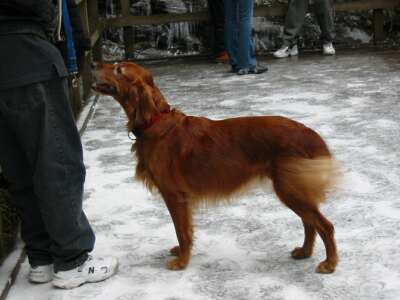 Cold dog