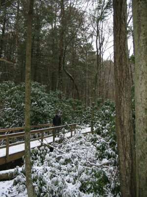 Down amongst the thickets