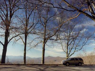 Lots of big trees
