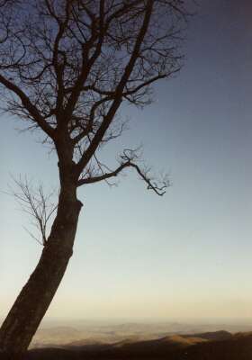 Gnarled tree at sunset