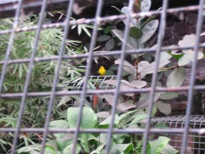 Tiny yellow bird