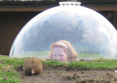 Girl watching marmot from bubble