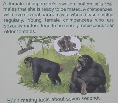 Sign about chimpanzee mating habits