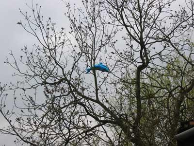 Dolphin balloon in tree