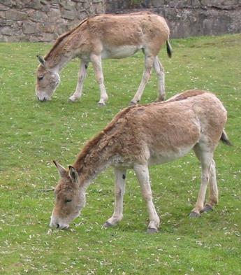 Two donkeys