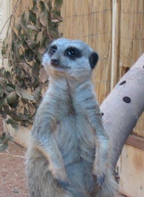 Meerkat