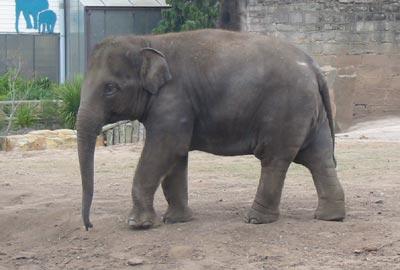 Elephant