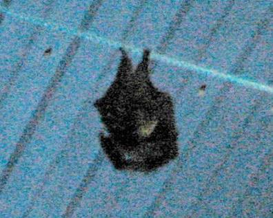 Fruitbat silhouette