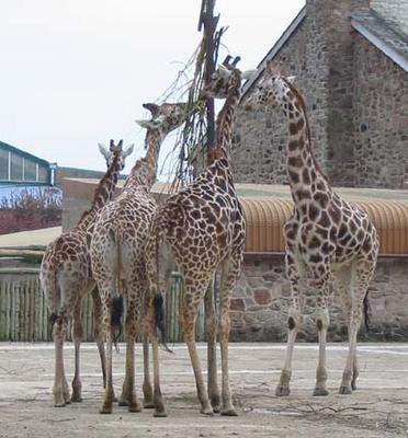 Giraffes eating leaves tied to a pole