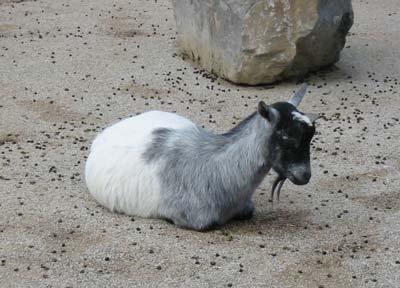 Sleepy goat