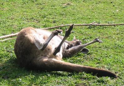 Kangaroo rolling around