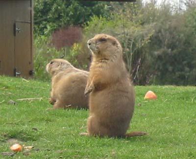 Marmots