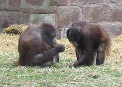 Two orang-utans