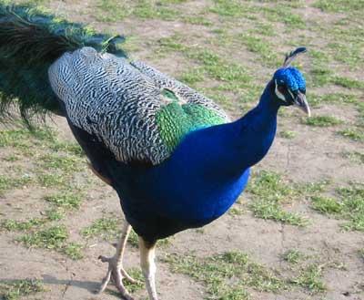 Peacock