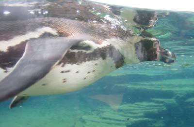 Penguin
