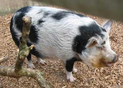 A pig.