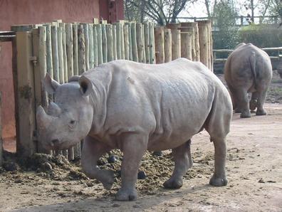 Rhinos