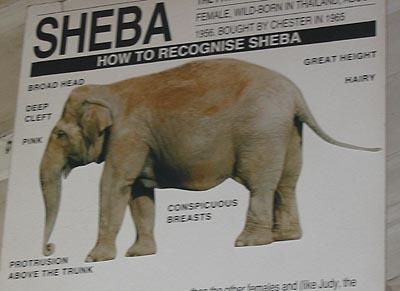 Sign about Sheba elephant