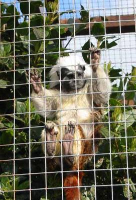 Tamarin