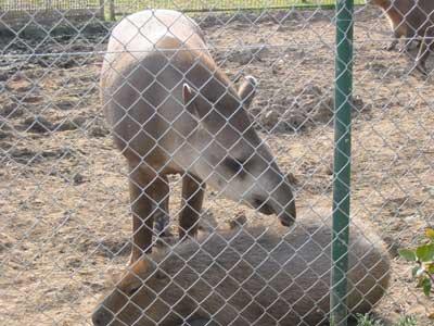 Tapir and Capybara