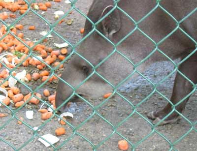 Tapir eating carrots