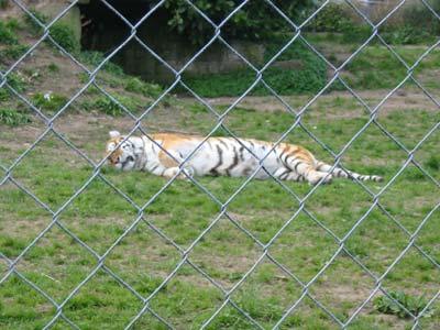 Sleeping tiger