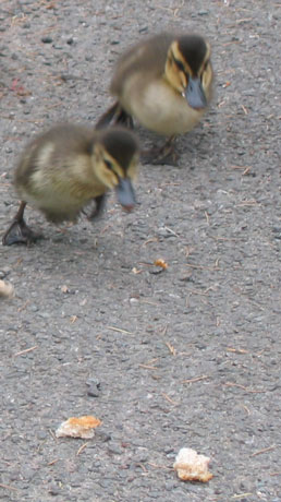 Ducklings