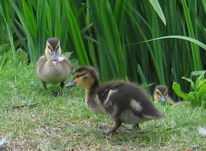 Ducklings
