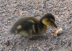 Pecking bread