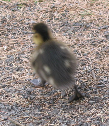Running away